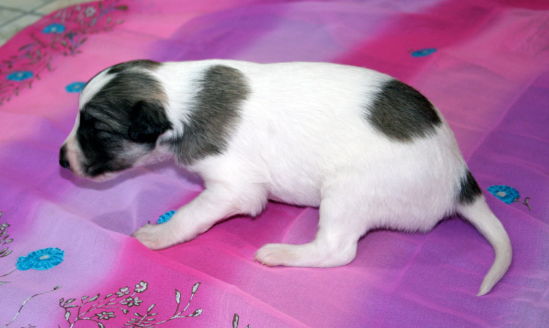 Surf Spots - Girl 2 Left